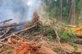New development clearing land on forest property clearing big tree root